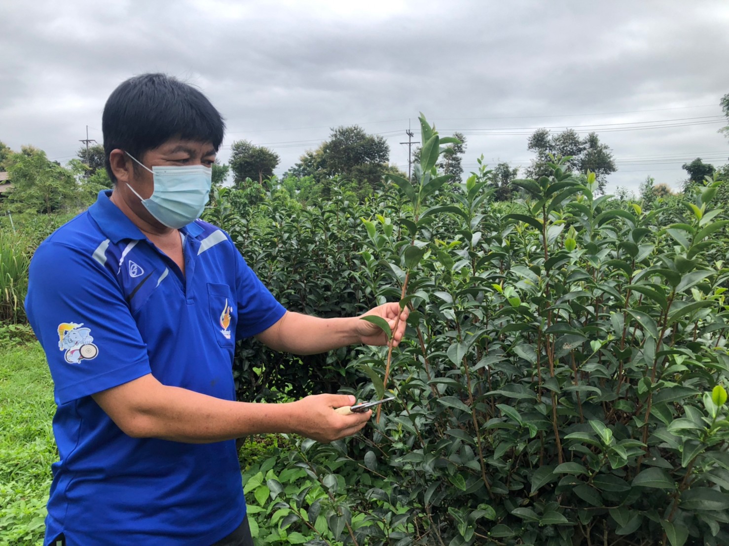 สถาบันชาและกาแฟ ร่วมให้องค์ความรู้เรื่อง การเพาะต้นกล้าชาจีน