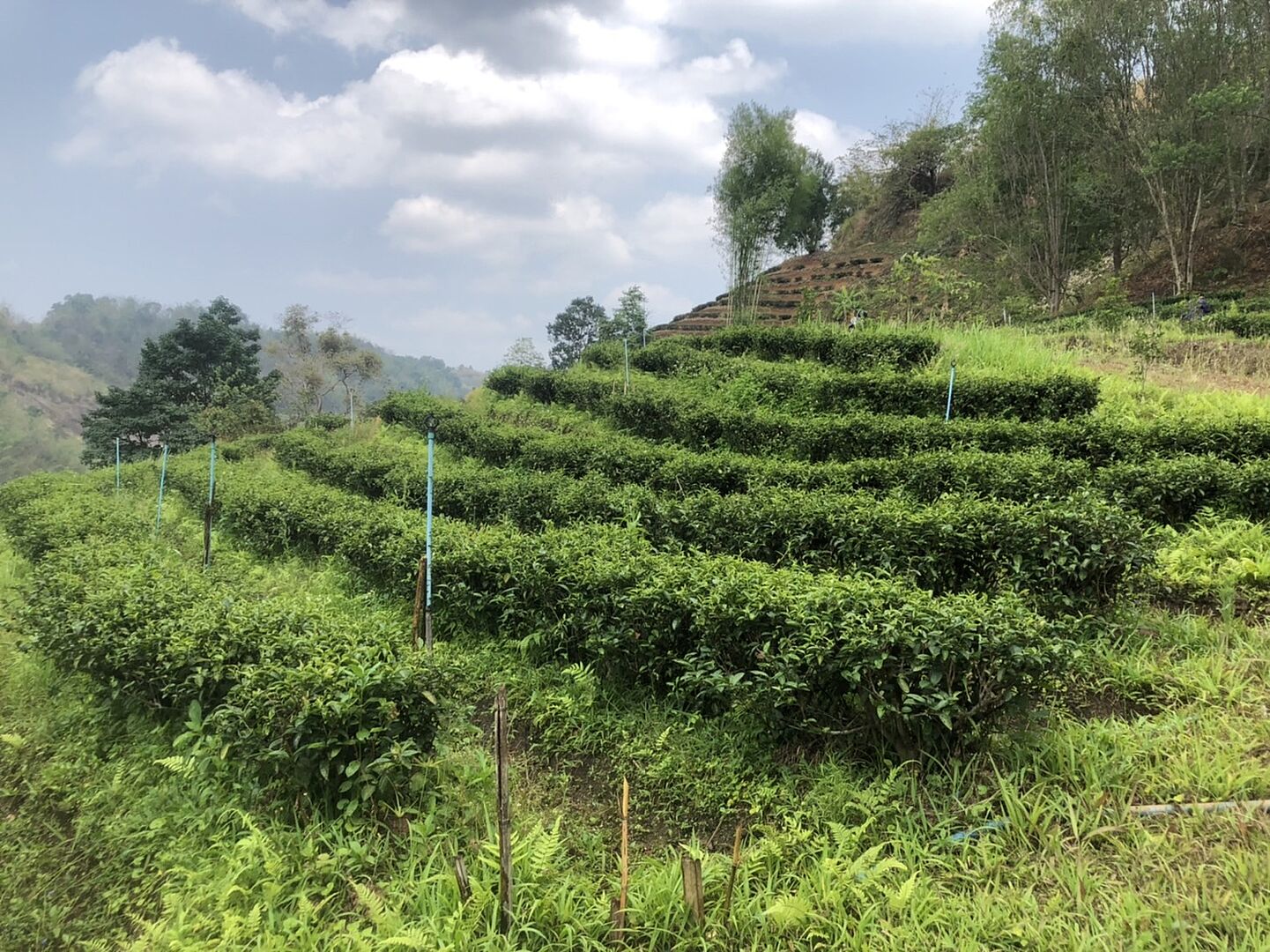 สถาบันชาและกาแฟร่วมลงพื้นที่ดำเนินการโครงการศึกษาคุณภาพใบชาที่จำหน่่ายในจังหวัดเชียงราย ประจำปีงบประมาณ พ.ศ. 2566