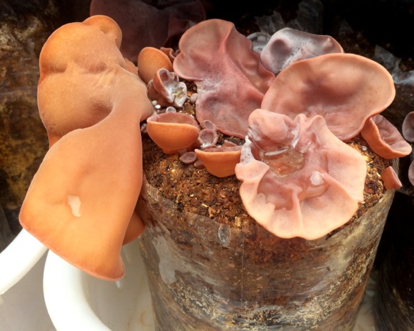 New Species of Jelly Fungi (Auricularia) Discovered by MFU Researchers